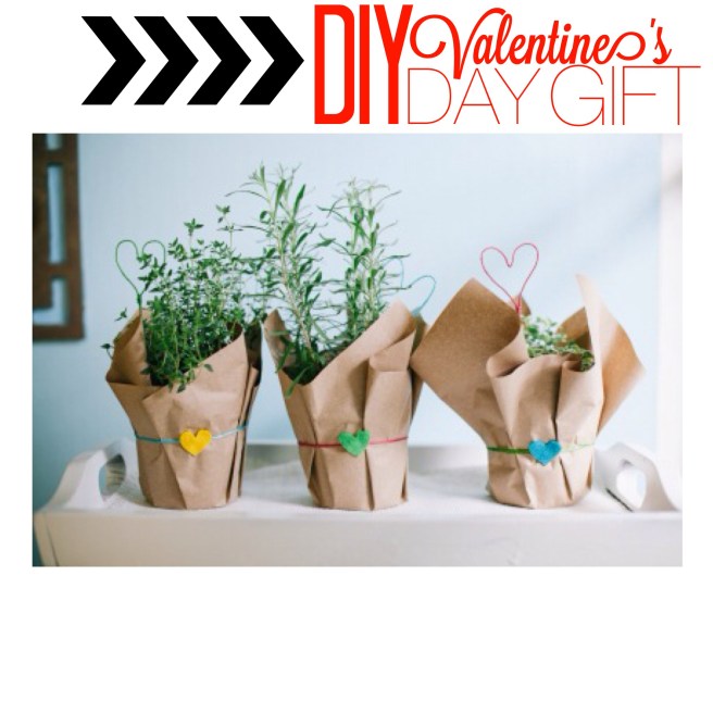 diy valentine's herb plant
