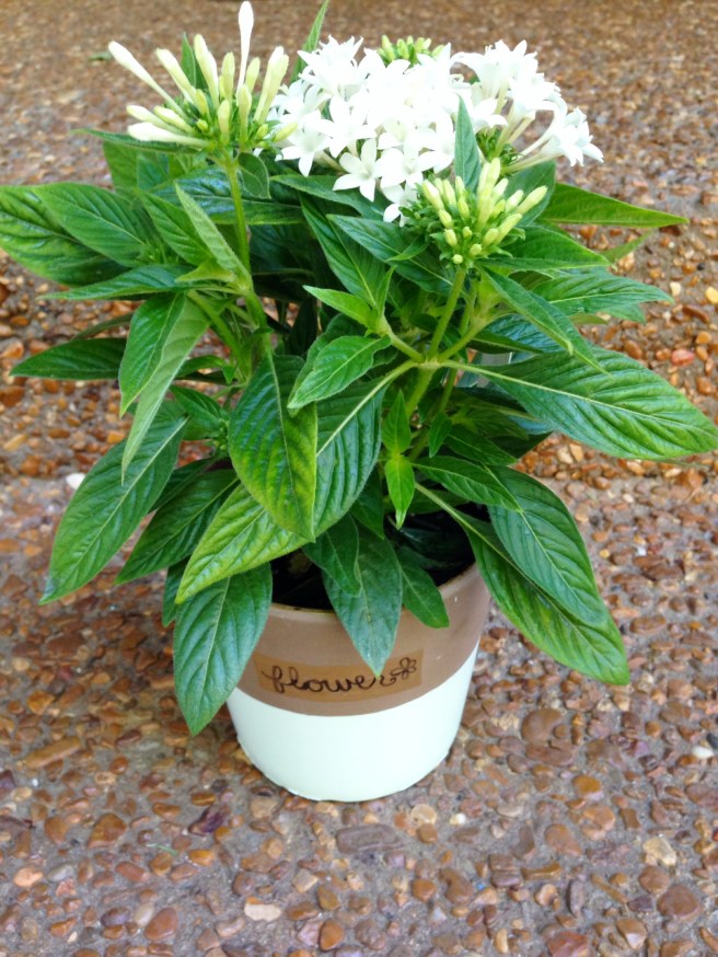 diy paint dipped potted plant